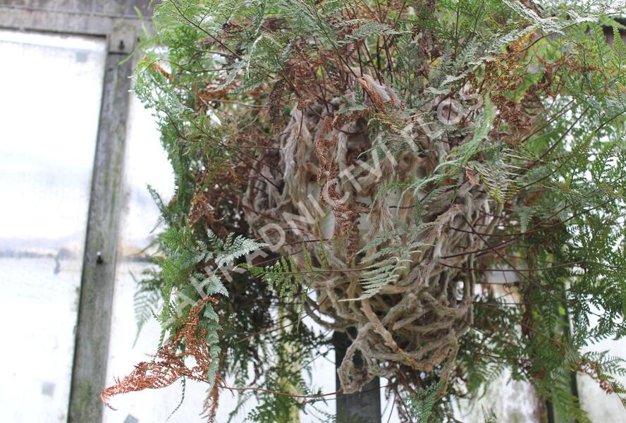 Davallia trichomanoides - Davallia trichomanoides
