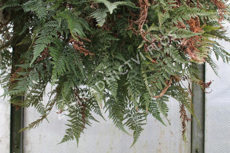 Davallia trichomanoides - Davallia trichomanoides