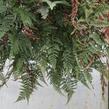 Davallia trichomanoides - Davallia trichomanoides