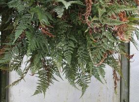 Davallia trichomanoides - Davallia trichomanoides