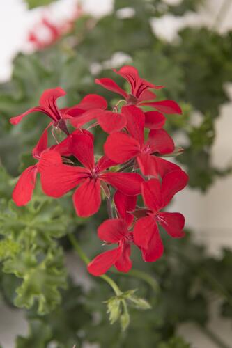 Muškát, pelargonie převislá jednoduchá 'Grand Idols Red' - Pelargonium peltatum 'Grand Idols Red'