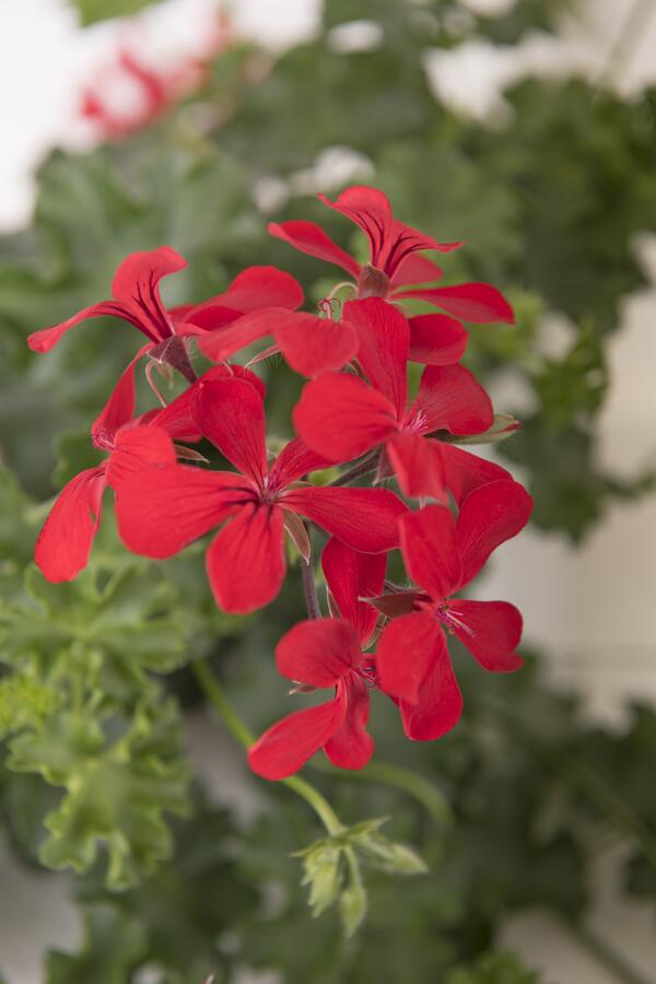 Muškát, pelargonie převislá jednoduchá 'Grand Idols Red' - Pelargonium peltatum 'Grand Idols Red'