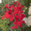 Muškát, pelargonie převislá jednoduchá 'Grand Idols Red' - Pelargonium peltatum 'Grand Idols Red'