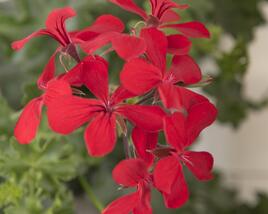 Muškát, pelargonie převislá jednoduchá 'Grand Idols Red'