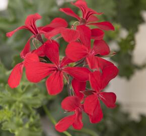 Muškát, pelargonie převislá jednoduchá 'Grand Idols Red' - Pelargonium peltatum 'Grand Idols Red'