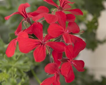 Muškát, pelargonie převislá jednoduchá 'Grand Idols Red'