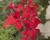 Muškát, pelargonie převislá jednoduchá 'Grand Idols Red'