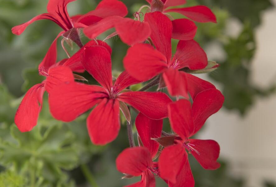 Muškát, pelargonie převislá jednoduchá 'Grand Idols Red' - Pelargonium peltatum 'Grand Idols Red'