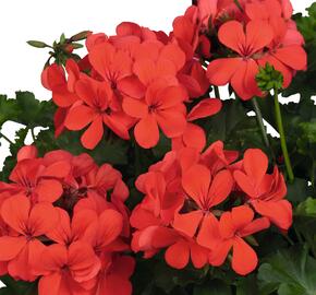 Muškát, pelargonie převislá jednoduchá 'Grand Idols Orange' - Pelargonium peltatum 'Grand Idols Orange'