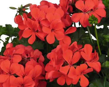 Muškát, pelargonie převislá jednoduchá 'Grand Idols Orange'