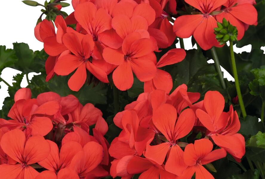 Muškát, pelargonie převislá jednoduchá 'Grand Idols Orange' - Pelargonium peltatum 'Grand Idols Orange'