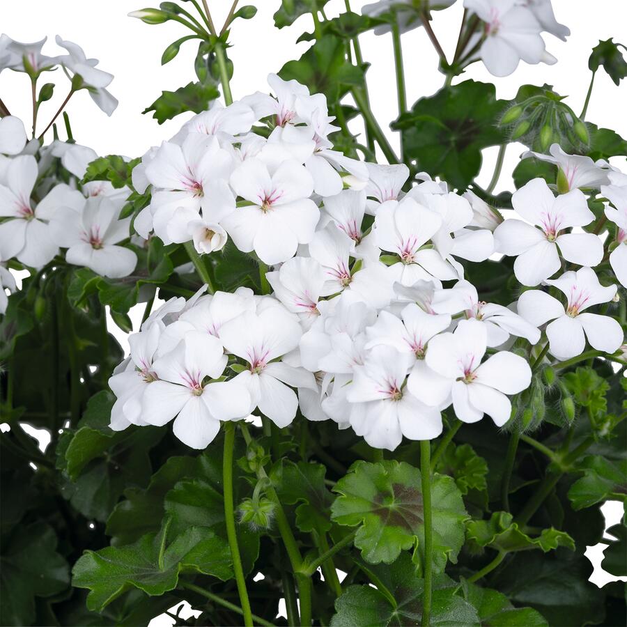 Muškát, pelargonie převislá jednoduchá 'Grand Idols White' - Pelargonium peltatum 'Grand Idols White'