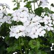 Muškát, pelargonie převislá jednoduchá 'Grand Idols White' - Pelargonium peltatum 'Grand Idols White'