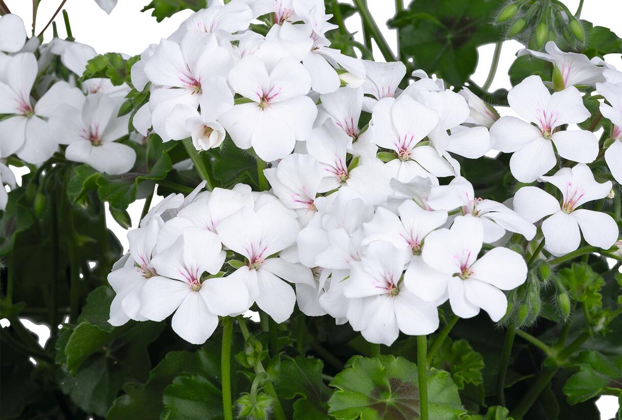 Muškát, pelargonie převislá jednoduchá 'Grand Idols White' - Pelargonium peltatum 'Grand Idols White'