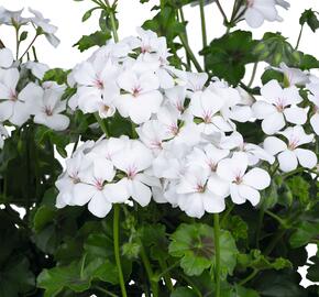 Muškát, pelargonie převislá jednoduchá 'Grand Idols White' - Pelargonium peltatum 'Grand Idols White'
