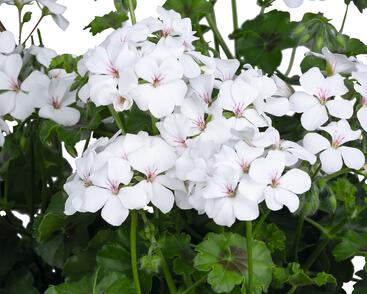 Muškát, pelargonie převislá jednoduchá 'Grand Idols White'