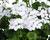 Muškát, pelargonie převislá jednoduchá 'Grand Idols White'
