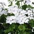 muskat-pelargonie-paskata-klasicka-grand-idols-white.jpg