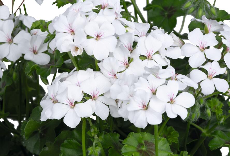 Muškát, pelargonie převislá jednoduchá 'Grand Idols White' - Pelargonium peltatum 'Grand Idols White'