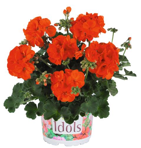 Muškát, pelargonie páskatá 'Green Idols Orange' - Pelargonium zonale 'Green Idols Orange'