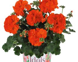 Muškát, pelargonie páskatá 'Green Idols Orange'