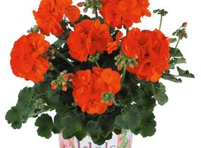 Muškát, pelargonie páskatá 'Green Idols Orange' - Pelargonium zonale 'Green Idols Orange'
