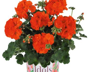 Muškát, pelargonie páskatá 'Green Idols Orange'