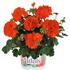 muskat-pelargonie-paskata-green-idols-orange.jpg