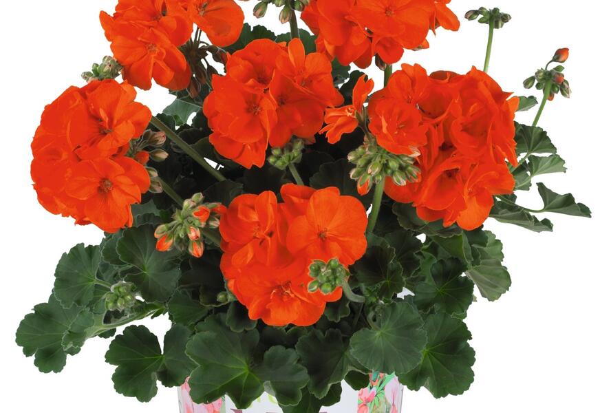 Muškát, pelargonie páskatá 'Green Idols Orange' - Pelargonium zonale 'Green Idols Orange'