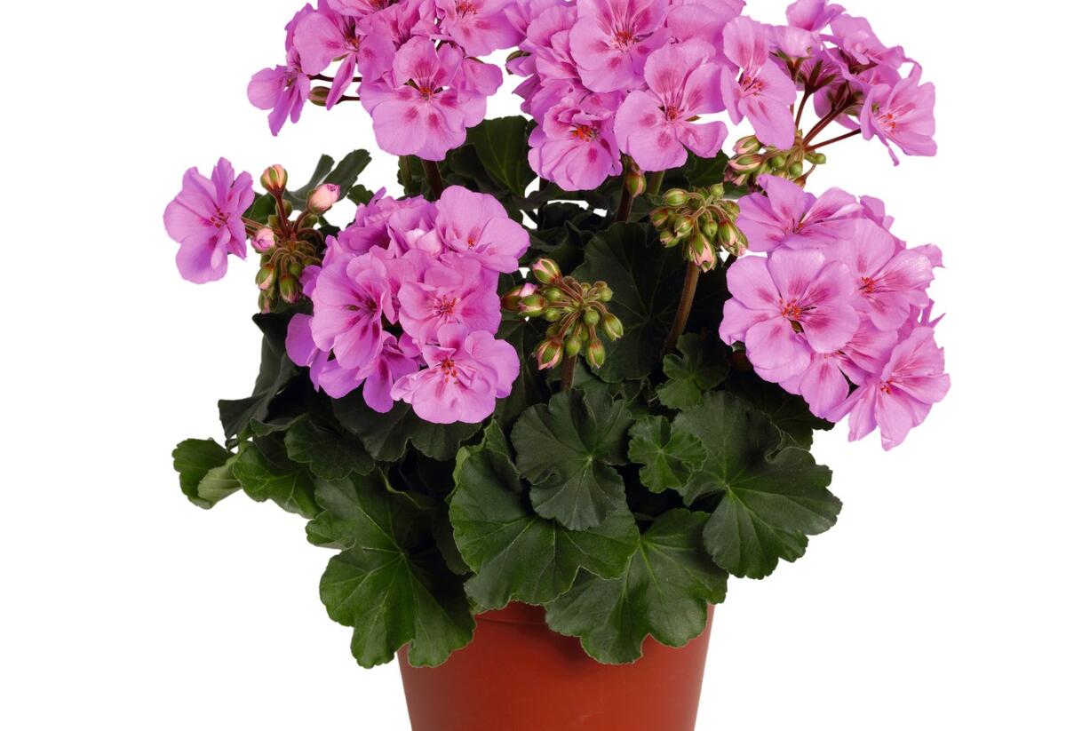 Muškát, pelargonie páskatá 'Savannah Lavender Splash' - Pelargonium zonale 'Savannah Lavender Splash'