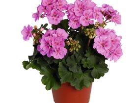 Muškát, pelargonie páskatá 'Savannah Lavender Splash' - Pelargonium zonale 'Savannah Lavender Splash'
