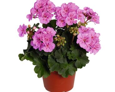 Muškát, pelargonie páskatá 'Savannah Lavender Splash'