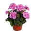 muskat-pelargonie-paskata-savannah-lavender-splash.jpg
