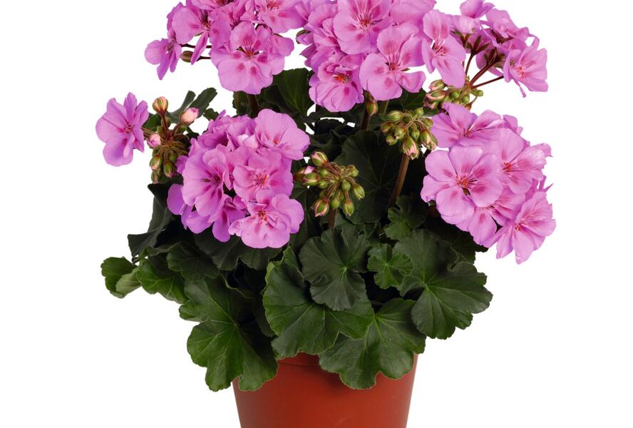 Muškát, pelargonie páskatá 'Savannah Lavender Splash' - Pelargonium zonale 'Savannah Lavender Splash'