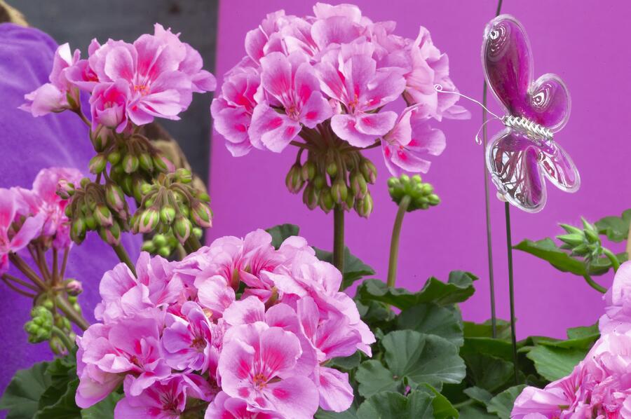 Muškát, pelargonie páskatá 'Savannah Lavender Splash' - Pelargonium zonale 'Savannah Lavender Splash'