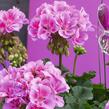 Muškát, pelargonie páskatá 'Savannah Lavender Splash' - Pelargonium zonale 'Savannah Lavender Splash'