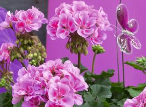 Muškát, pelargonie páskatá 'Savannah Lavender Splash' - Pelargonium zonale 'Savannah Lavender Splash'