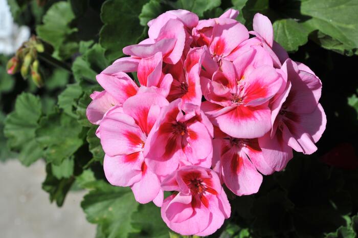 Muškát, pelargonie páskatá 'Savannah Pink Mega Splash' - Pelargonium zonale 'Savannah Pink Mega Splash'