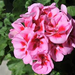 Muškát, pelargonie páskatá 'Savannah Pink Mega Splash' - Pelargonium zonale 'Savannah Pink Mega Splash'