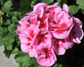 Muškát, pelargonie páskatá 'Savannah Pink Mega Splash'