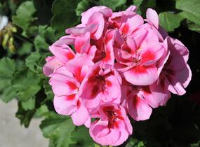 Muškát, pelargonie páskatá 'Savannah Pink Mega Splash' - Pelargonium zonale 'Savannah Pink Mega Splash'