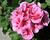 Muškát, pelargonie páskatá 'Savannah Pink Mega Splash'
