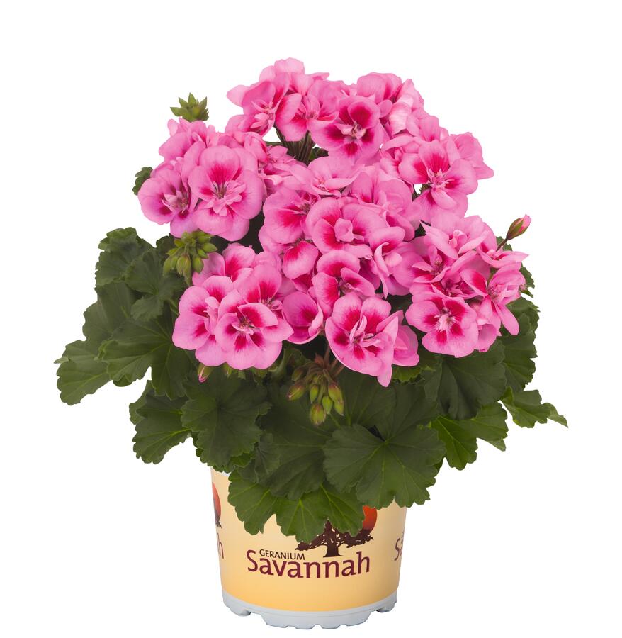 Muškát, pelargonie páskatá 'Savannah Pink Mega Splash' - Pelargonium zonale 'Savannah Pink Mega Splash'