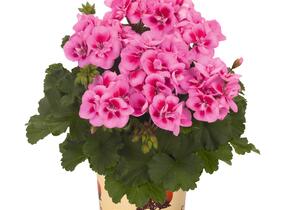 Muškát, pelargonie páskatá 'Savannah Pink Mega Splash' - Pelargonium zonale 'Savannah Pink Mega Splash'