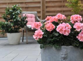 Muškát, pelargonie páskatá 'Savannah Light Salmon' - Pelargonium zonale 'Savannah Light Salmon'