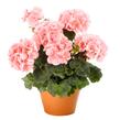Muškát, pelargonie páskatá 'Savannah Light Salmon' - Pelargonium zonale 'Savannah Light Salmon'