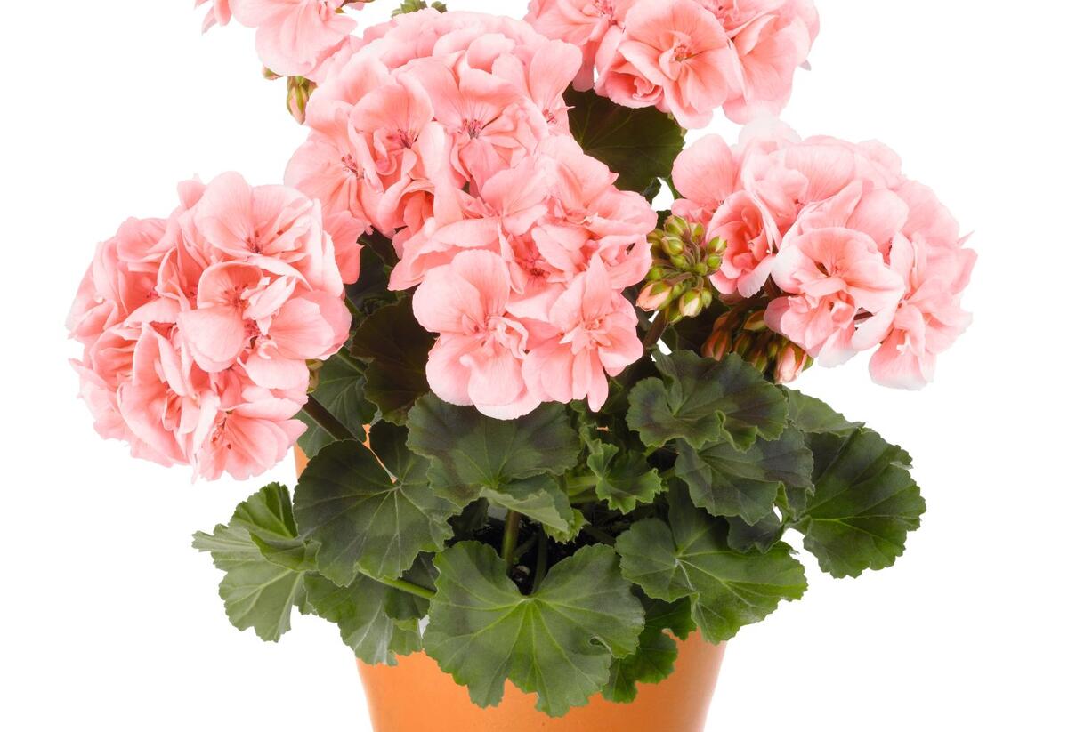 Muškát, pelargonie páskatá 'Savannah Light Salmon' - Pelargonium zonale 'Savannah Light Salmon'