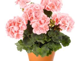 Muškát, pelargonie páskatá 'Savannah Light Salmon' - Pelargonium zonale 'Savannah Light Salmon'