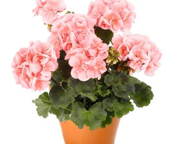 Muškát, pelargonie páskatá 'Savannah Light Salmon'