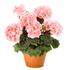 muskat-pelargonie-paskata-savannah-light-salmon.jpg